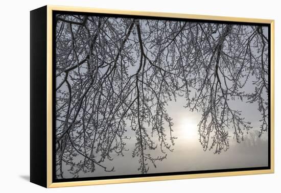 Canada, Ottawa, Ottawa River. Frosty Branches and Fog-Shrouded Sun-Bill Young-Framed Premier Image Canvas