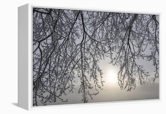 Canada, Ottawa, Ottawa River. Frosty Branches and Fog-Shrouded Sun-Bill Young-Framed Premier Image Canvas