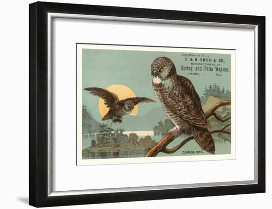 Canada Owls-null-Framed Art Print