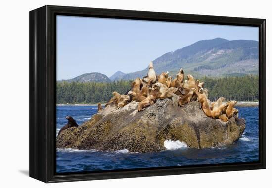 Canada, Pacific Rim National Park Reserve, West Coast Trail, Steller Sea Lions-Jamie And Judy Wild-Framed Premier Image Canvas