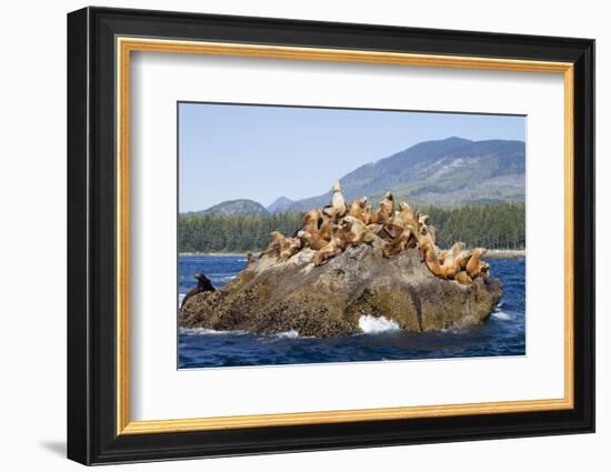 Canada, Pacific Rim National Park Reserve, West Coast Trail, Steller Sea Lions-Jamie And Judy Wild-Framed Photographic Print