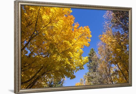 Canada, Prince Edward Island, Tyne Valley autumn foliage.-Walter Bibikow-Framed Photographic Print