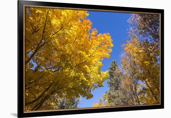 Canada, Prince Edward Island, Tyne Valley autumn foliage.-Walter Bibikow-Framed Photographic Print