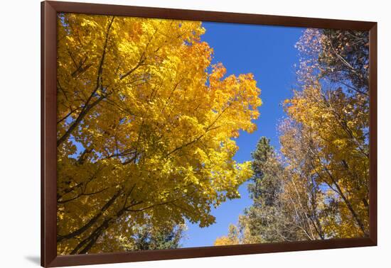 Canada, Prince Edward Island, Tyne Valley autumn foliage.-Walter Bibikow-Framed Photographic Print