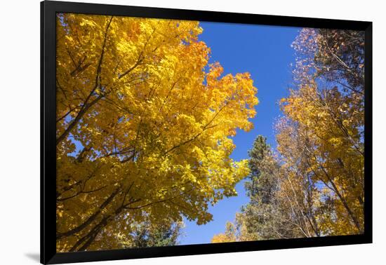 Canada, Prince Edward Island, Tyne Valley autumn foliage.-Walter Bibikow-Framed Photographic Print