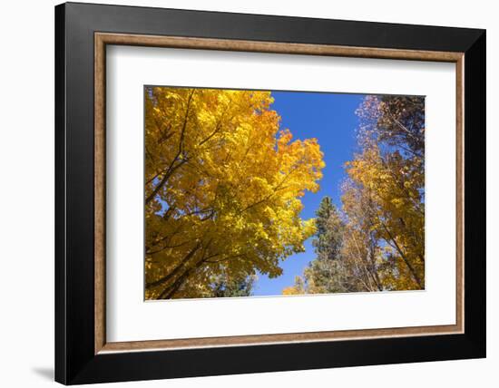 Canada, Prince Edward Island, Tyne Valley autumn foliage.-Walter Bibikow-Framed Photographic Print