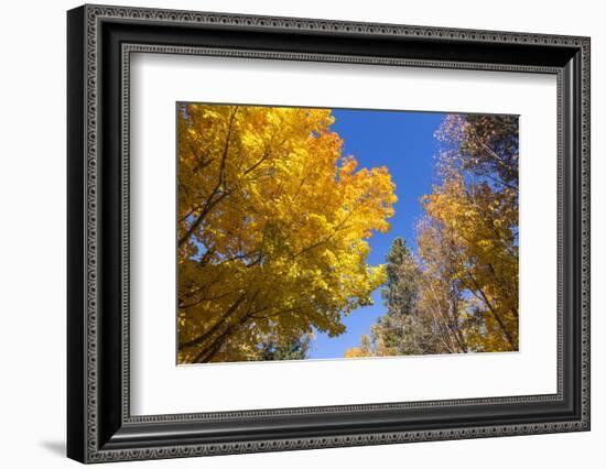 Canada, Prince Edward Island, Tyne Valley autumn foliage.-Walter Bibikow-Framed Photographic Print