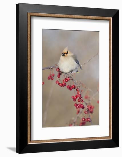 Canada, Quebec. Bohemian Waxwing Bird on Limb-Jaynes Gallery-Framed Photographic Print