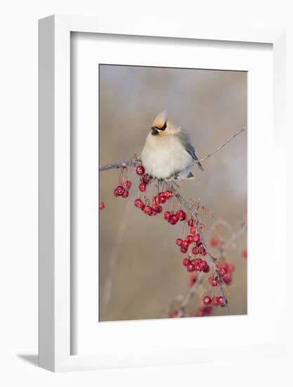 Canada, Quebec. Bohemian Waxwing Bird on Limb-Jaynes Gallery-Framed Photographic Print