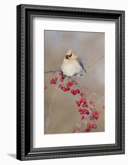 Canada, Quebec. Bohemian Waxwing Bird on Limb-Jaynes Gallery-Framed Photographic Print