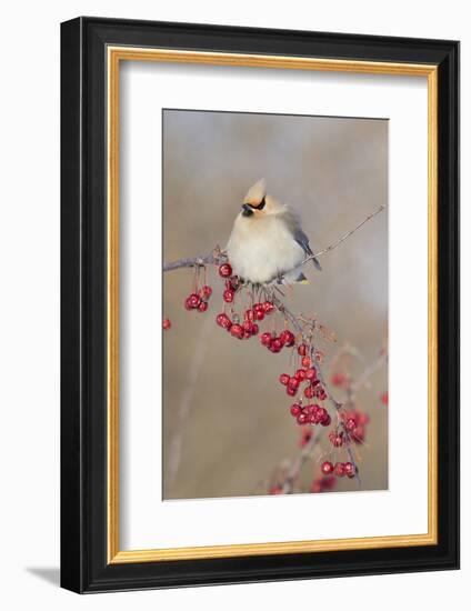 Canada, Quebec. Bohemian Waxwing Bird on Limb-Jaynes Gallery-Framed Photographic Print