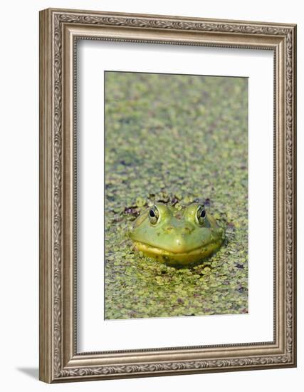 Canada, Quebec, Boucherville. Green Frog in Duckweed-Jaynes Gallery-Framed Photographic Print