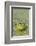 Canada, Quebec, Boucherville. Green Frog in Duckweed-Jaynes Gallery-Framed Photographic Print