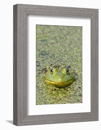 Canada, Quebec, Boucherville. Green Frog in Duckweed-Jaynes Gallery-Framed Photographic Print