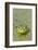 Canada, Quebec, Boucherville. Green Frog in Duckweed-Jaynes Gallery-Framed Photographic Print