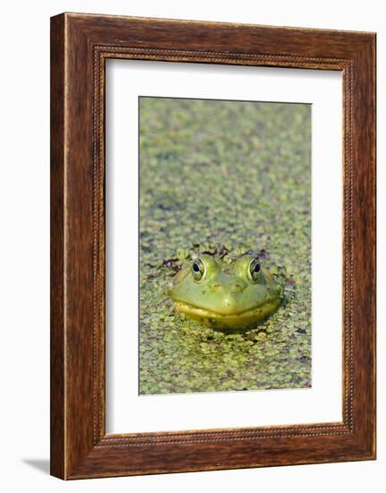 Canada, Quebec, Boucherville. Green Frog in Duckweed-Jaynes Gallery-Framed Photographic Print