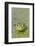 Canada, Quebec, Boucherville. Green Frog in Duckweed-Jaynes Gallery-Framed Photographic Print