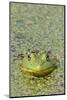 Canada, Quebec, Boucherville. Green Frog in Duckweed-Jaynes Gallery-Mounted Photographic Print