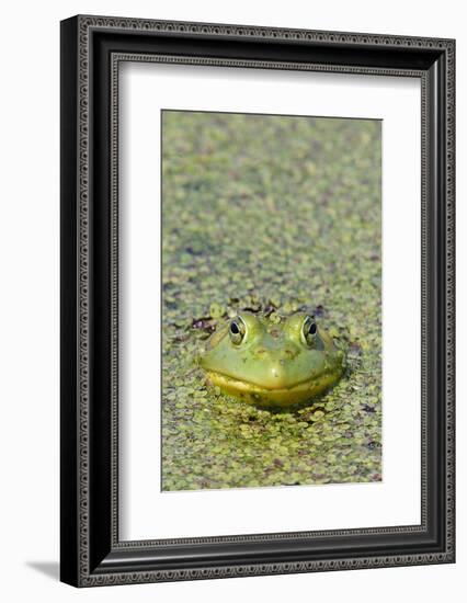 Canada, Quebec, Boucherville. Green Frog in Duckweed-Jaynes Gallery-Framed Photographic Print