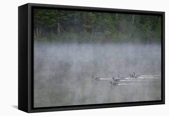 Canada, Quebec. Canada Geese in Fog-Jaynes Gallery-Framed Premier Image Canvas