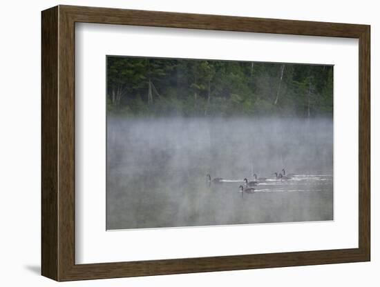 Canada, Quebec. Canada Geese in Fog-Jaynes Gallery-Framed Photographic Print