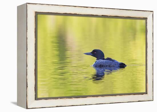 Canada, Quebec, Eastman. Common Loon with Sleeping Chick on Back-Jaynes Gallery-Framed Premier Image Canvas