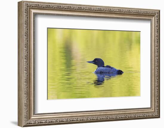 Canada, Quebec, Eastman. Common Loon with Sleeping Chick on Back-Jaynes Gallery-Framed Photographic Print