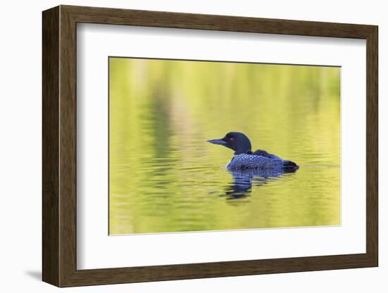 Canada, Quebec, Eastman. Common Loon with Sleeping Chick on Back-Jaynes Gallery-Framed Photographic Print