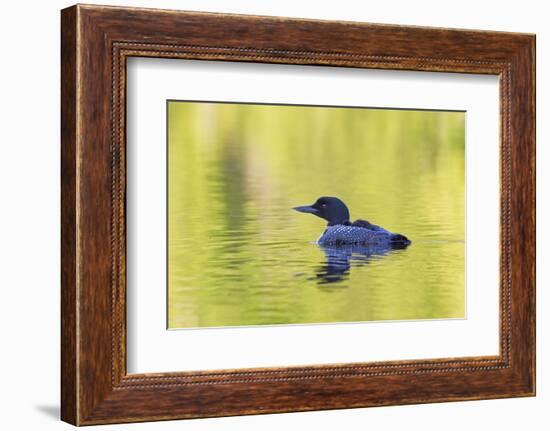 Canada, Quebec, Eastman. Common Loon with Sleeping Chick on Back-Jaynes Gallery-Framed Photographic Print