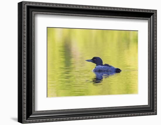 Canada, Quebec, Eastman. Common Loon with Sleeping Chick on Back-Jaynes Gallery-Framed Photographic Print