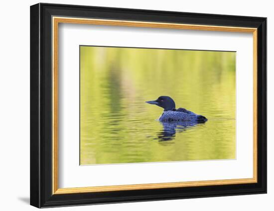 Canada, Quebec, Eastman. Common Loon with Sleeping Chick on Back-Jaynes Gallery-Framed Photographic Print