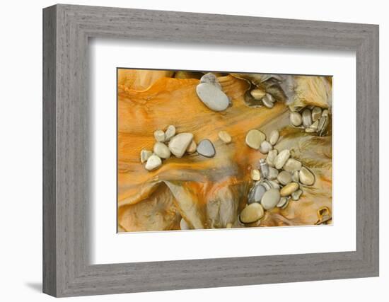 Canada, Quebec, Forillon National Park. Pebbles on Seaweed-Jaynes Gallery-Framed Photographic Print