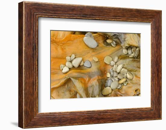 Canada, Quebec, Forillon National Park. Pebbles on Seaweed-Jaynes Gallery-Framed Photographic Print