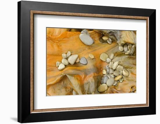 Canada, Quebec, Forillon National Park. Pebbles on Seaweed-Jaynes Gallery-Framed Photographic Print