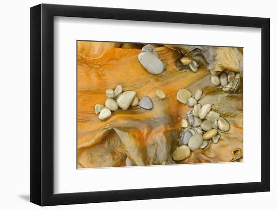 Canada, Quebec, Forillon National Park. Pebbles on Seaweed-Jaynes Gallery-Framed Photographic Print