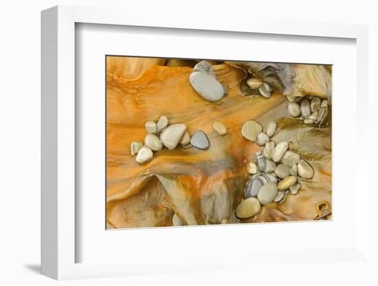 Canada, Quebec, Forillon National Park. Pebbles on Seaweed-Jaynes Gallery-Framed Photographic Print