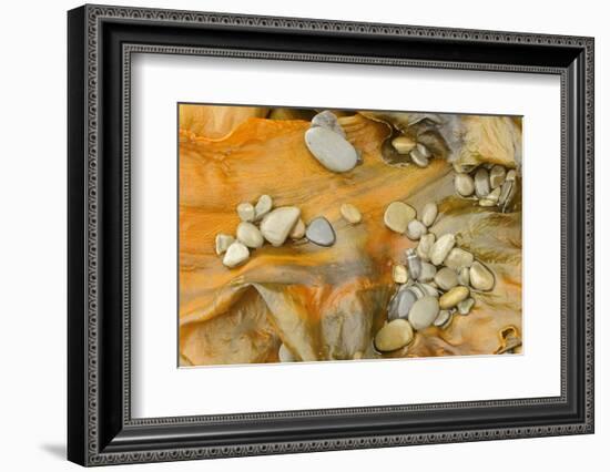 Canada, Quebec, Forillon National Park. Pebbles on Seaweed-Jaynes Gallery-Framed Photographic Print