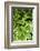 Canada, Quebec, Montreal. Botanical Garden-Michele Molinari-Framed Photographic Print