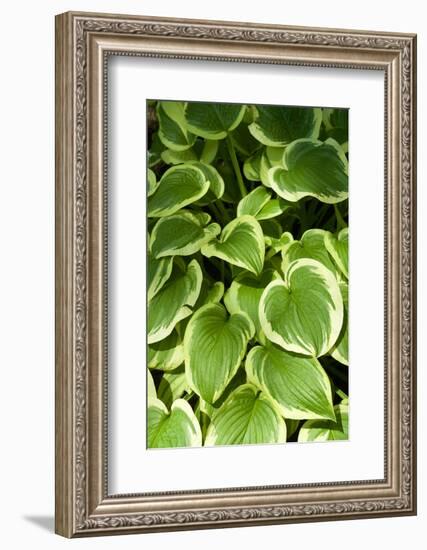 Canada, Quebec, Montreal. Botanical Garden-Michele Molinari-Framed Photographic Print