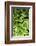 Canada, Quebec, Montreal. Botanical Garden-Michele Molinari-Framed Photographic Print