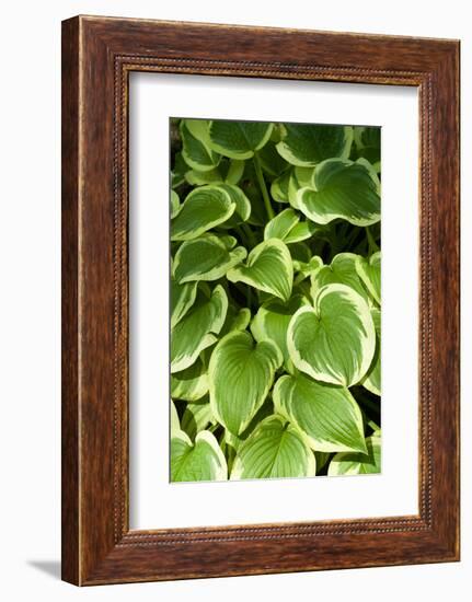 Canada, Quebec, Montreal. Botanical Garden-Michele Molinari-Framed Photographic Print