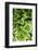 Canada, Quebec, Montreal. Botanical Garden-Michele Molinari-Framed Photographic Print