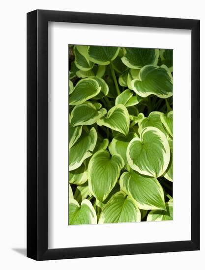 Canada, Quebec, Montreal. Botanical Garden-Michele Molinari-Framed Photographic Print