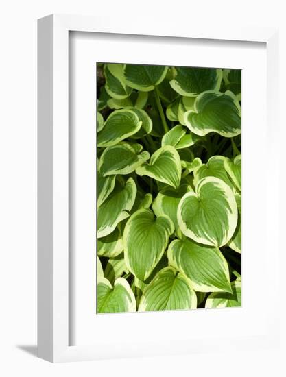 Canada, Quebec, Montreal. Botanical Garden-Michele Molinari-Framed Photographic Print