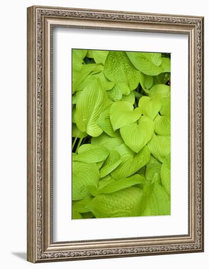 Canada, Quebec, Montreal. Botanical Garden-Michele Molinari-Framed Photographic Print