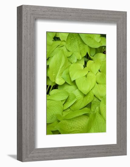 Canada, Quebec, Montreal. Botanical Garden-Michele Molinari-Framed Photographic Print