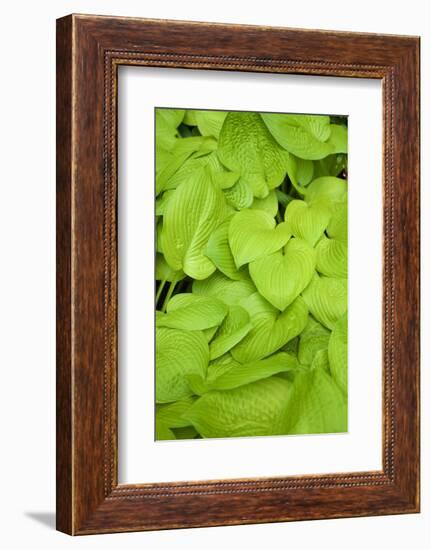 Canada, Quebec, Montreal. Botanical Garden-Michele Molinari-Framed Photographic Print