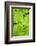 Canada, Quebec, Montreal. Botanical Garden-Michele Molinari-Framed Photographic Print