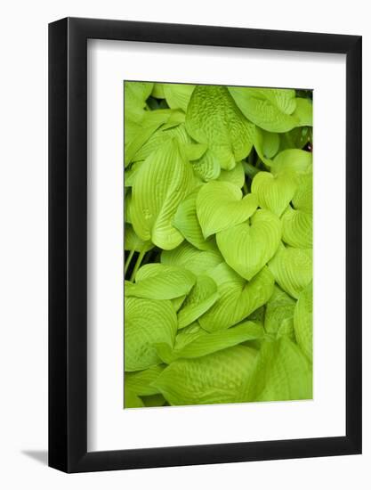 Canada, Quebec, Montreal. Botanical Garden-Michele Molinari-Framed Photographic Print