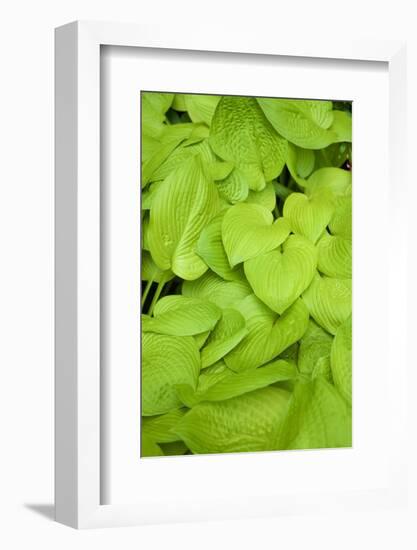 Canada, Quebec, Montreal. Botanical Garden-Michele Molinari-Framed Photographic Print